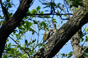 Japanese Green Woodpecker Shakujii Park Sun, 5/5/2024