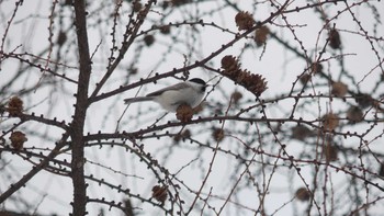 ハシブトガラ 真駒内公園 2019年1月4日(金)