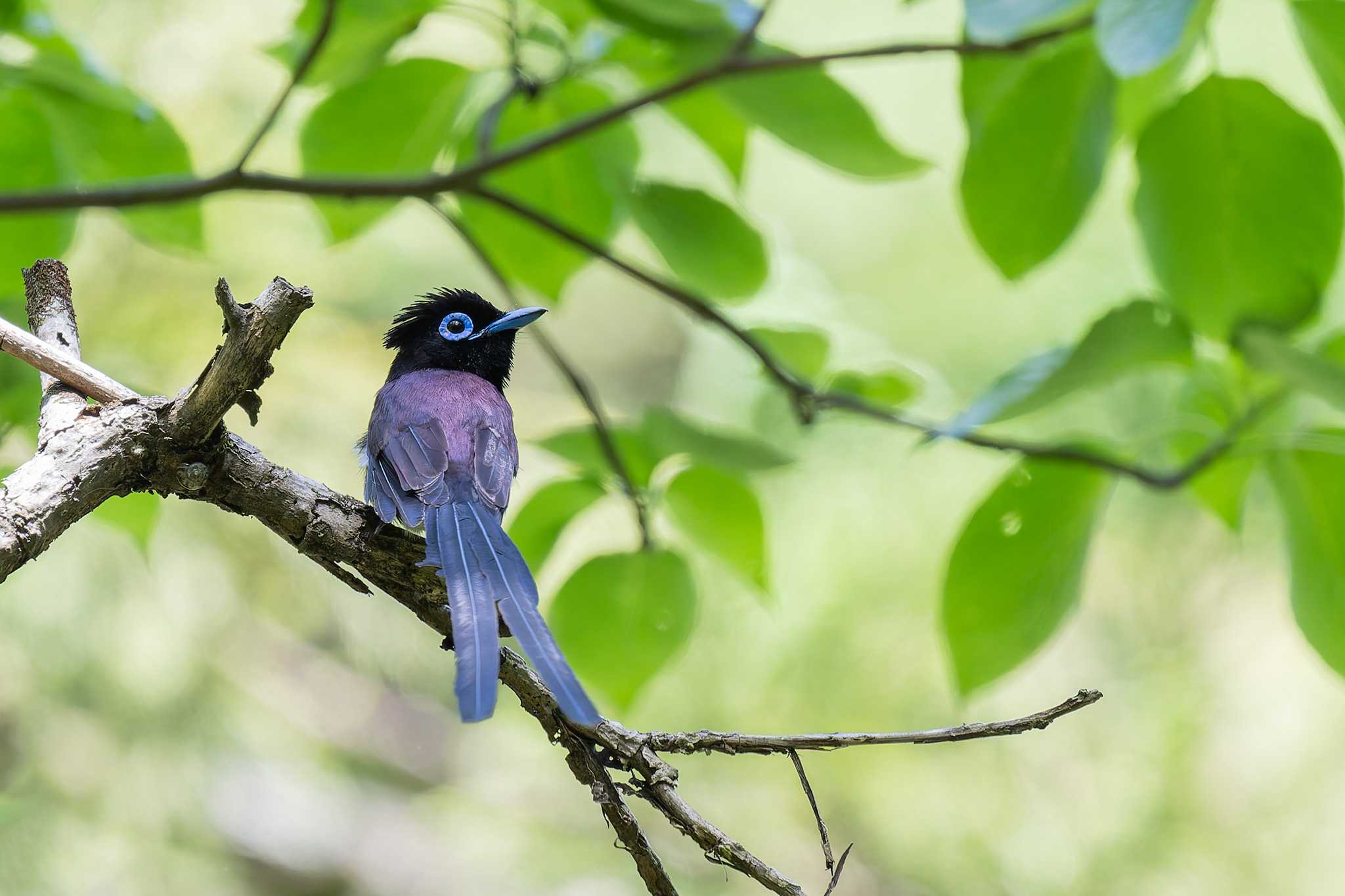 Black Paradise Flycatcher