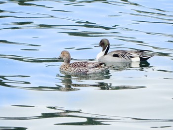 Mon, 5/6/2024 Birding report at 猪苗代湖