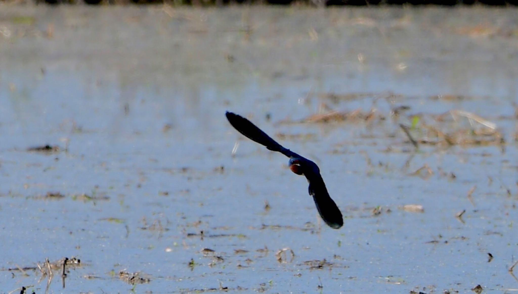 Photo of Barn Swallow at 磐田大池 by Taka Eri