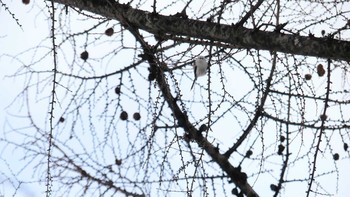 Long-tailed tit(japonicus) Makomanai Park Fri, 1/4/2019