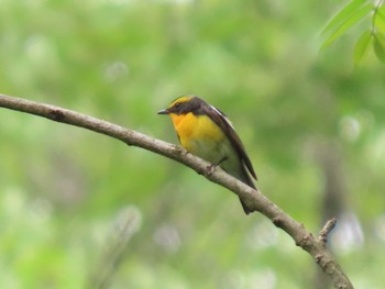 Narcissus Flycatcher 荒沢湿原 Mon, 5/6/2024