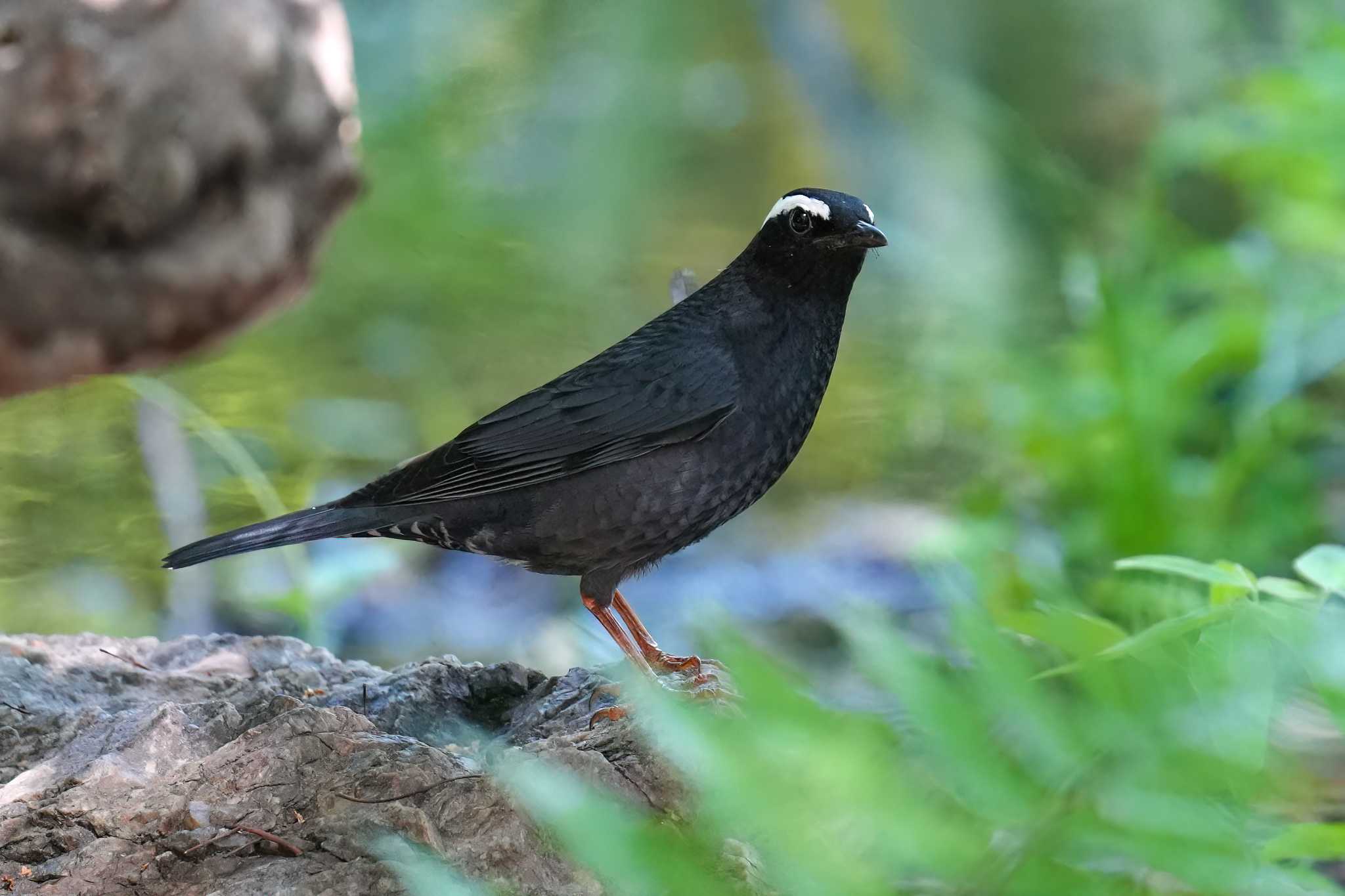 Photo of Siberian Thrush at 鶴舞公園(名古屋) by トランキーロ