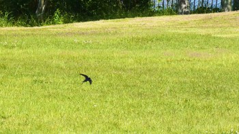 Barn Swallow 大和民俗公園 Sat, 5/11/2024