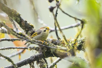 Golden-fronted Fulvetta 龍蒼溝(Longcanggou) Tue, 4/23/2024