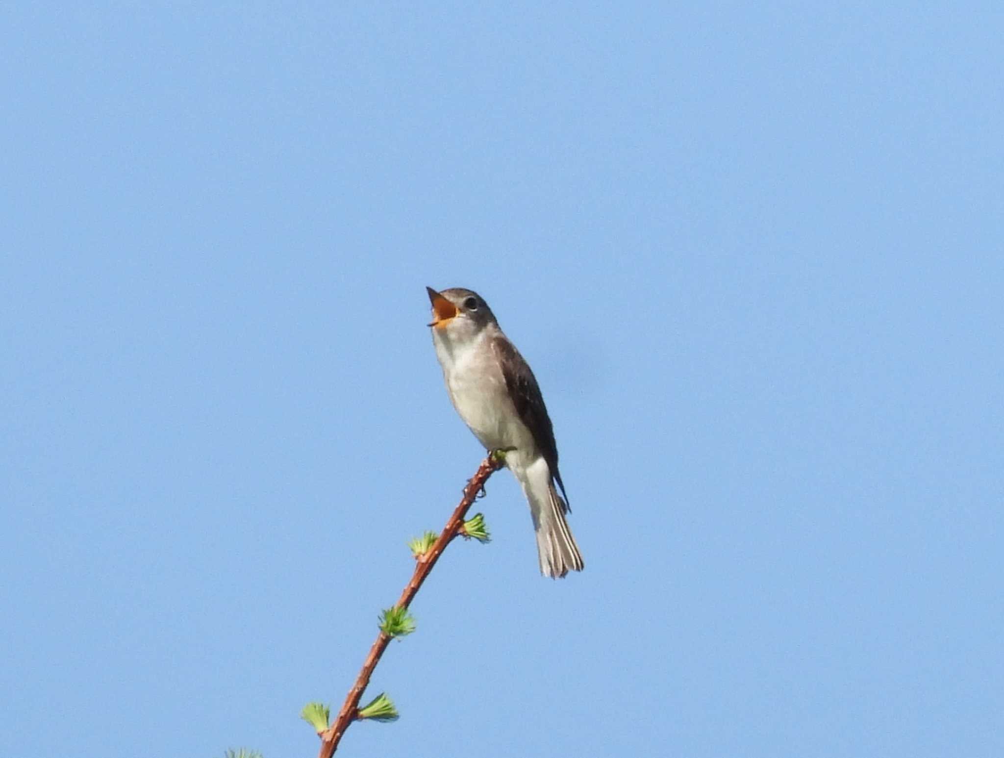 Asian Brown Flycatcher