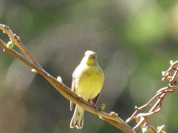 2024年5月5日(日) 小諸市の野鳥観察記録