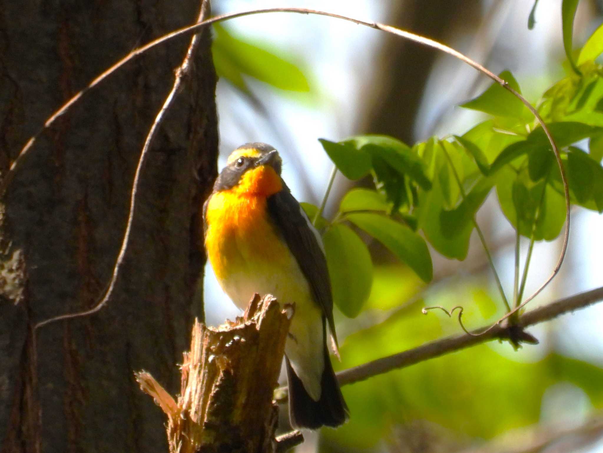 Narcissus Flycatcher