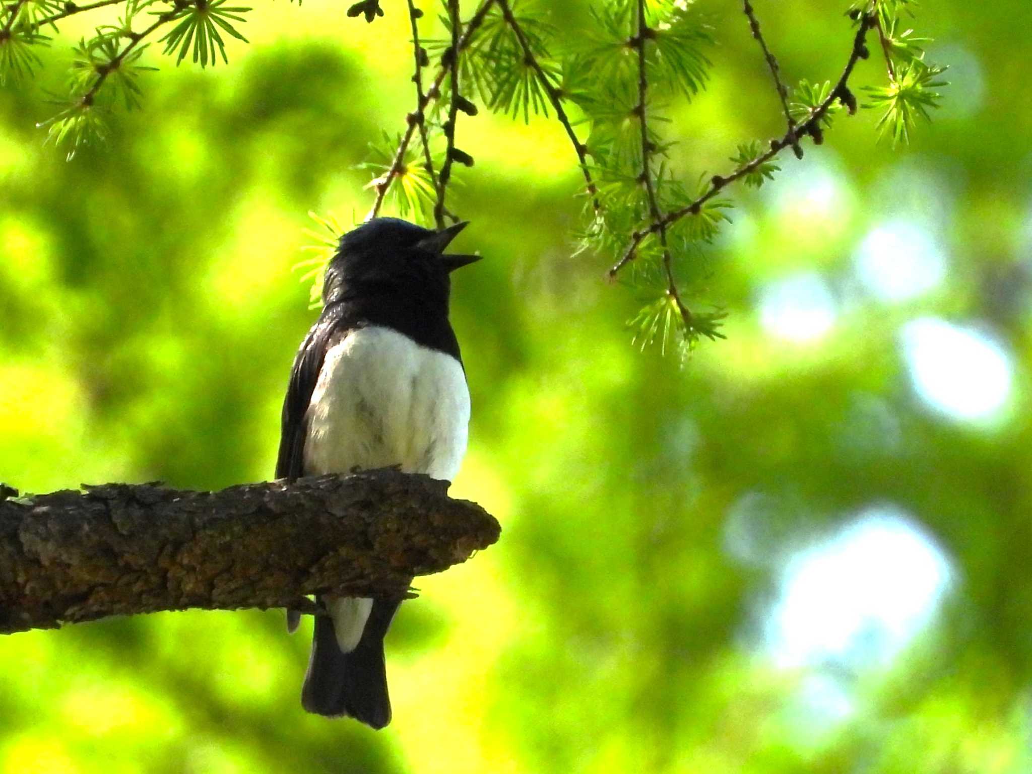 Blue-and-white Flycatcher