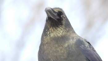 Large-billed Crow Makomanai Park Fri, 1/4/2019