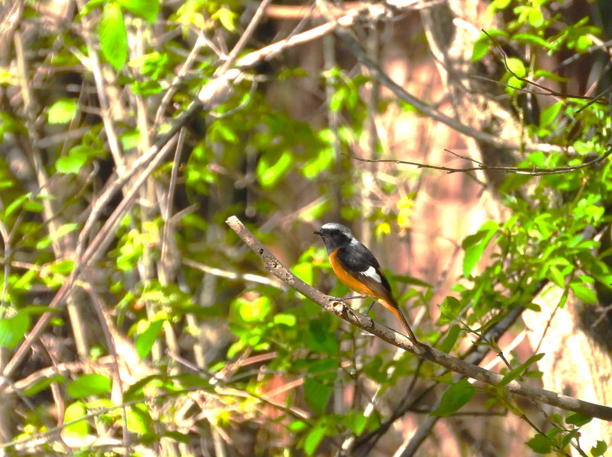 Daurian Redstart