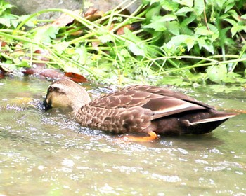 Eastern Spot-billed Duck Oizumi Ryokuchi Park Thu, 5/9/2024