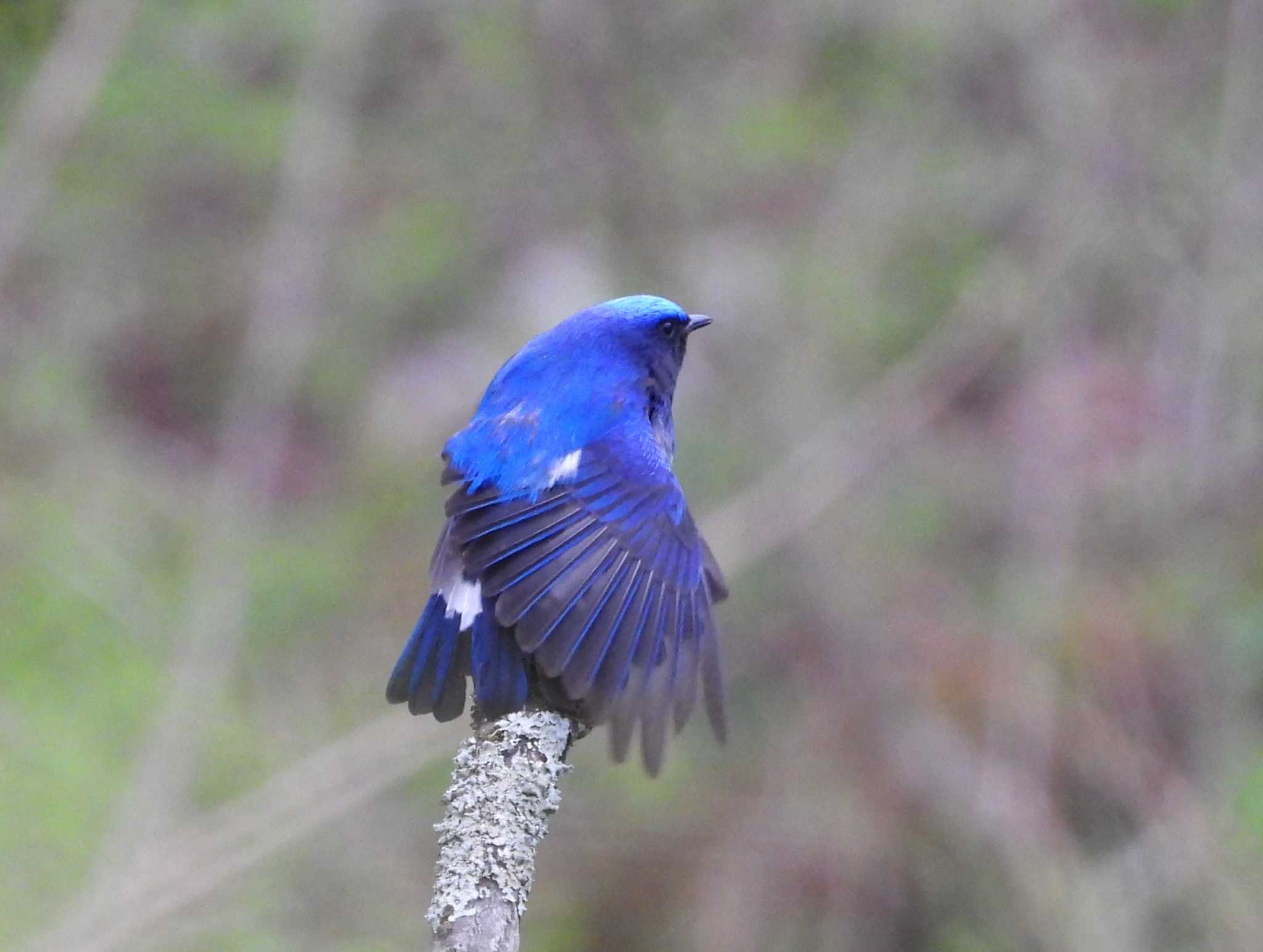 Blue-and-white Flycatcher