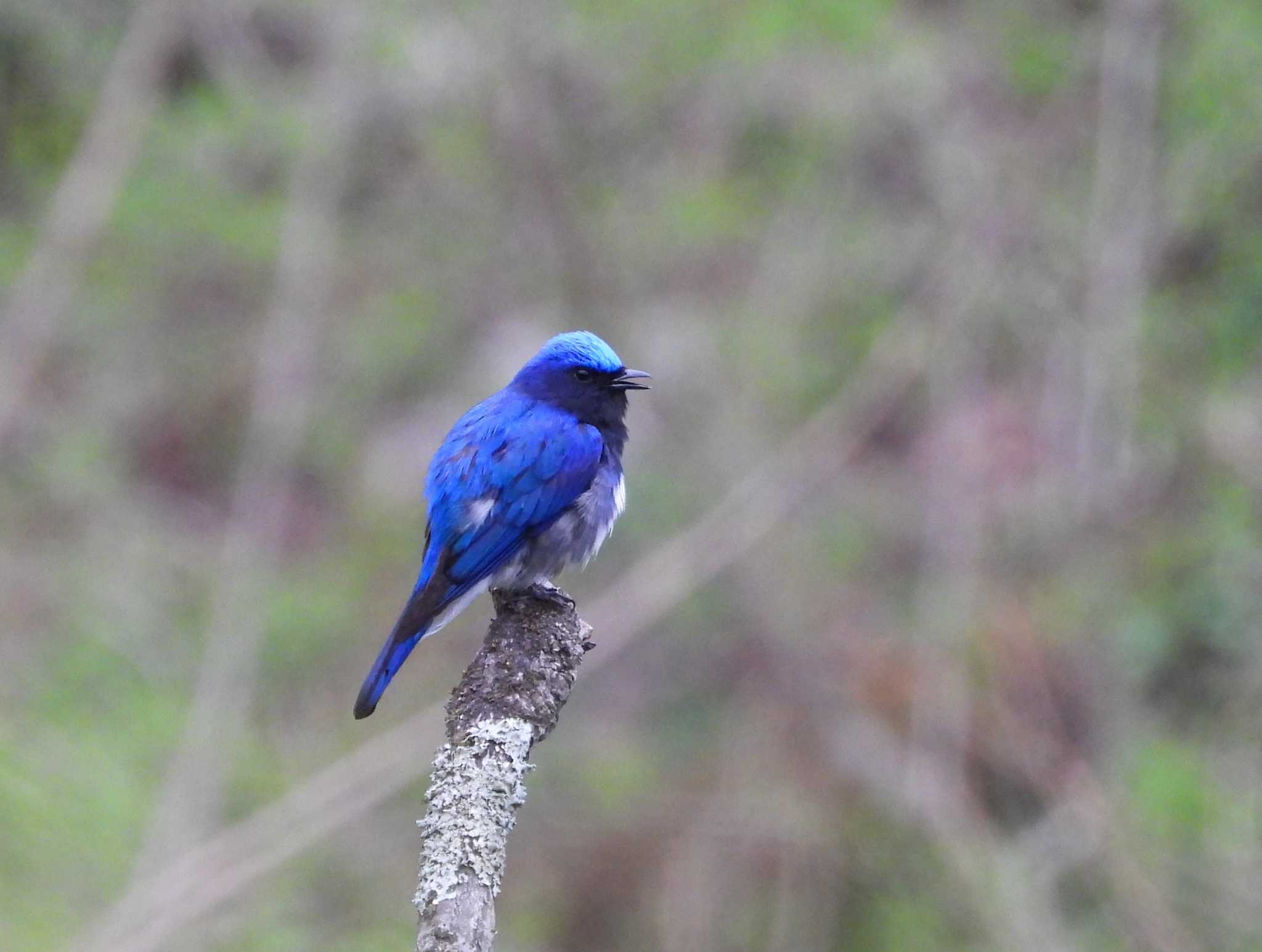 Blue-and-white Flycatcher