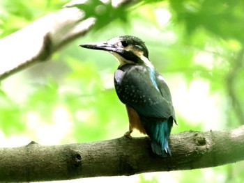 Common Kingfisher ギャザリアビオガーデン　フジクラ木場千年の森 Sat, 5/11/2024