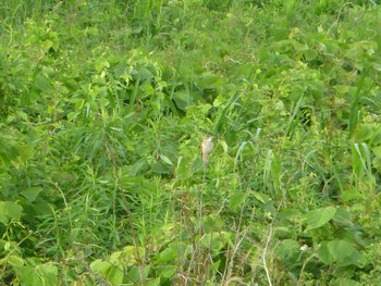 Sun, 5/12/2024 Birding report at 江戸川河川敷(里見公園〜柳原水門)