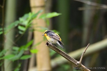 Narcissus Flycatcher 函南町 Sun, 5/12/2024