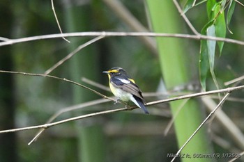 Narcissus Flycatcher 函南町 Sun, 5/12/2024