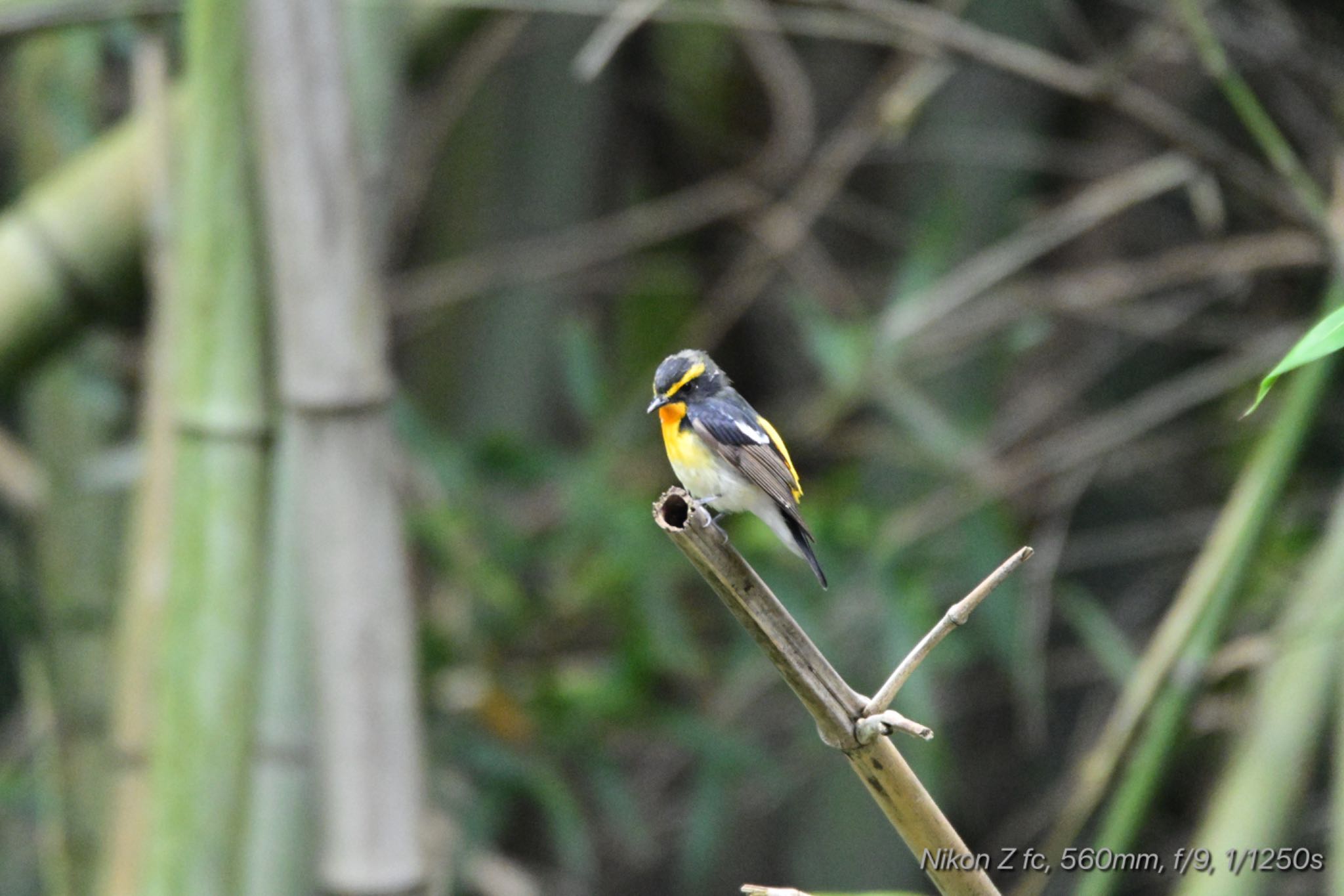 Photo of Narcissus Flycatcher at 函南町 by 岡津八法斎