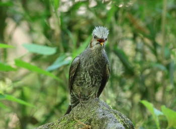 Brown-eared Bulbul 多摩地区 Sat, 5/4/2024