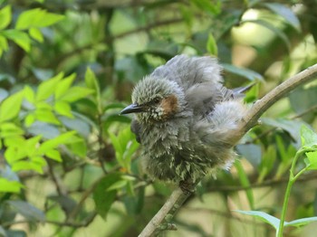 Brown-eared Bulbul 多摩地区 Sat, 5/4/2024