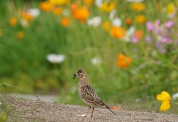 ヒバリ 国営備北丘陵公園 2024年5月5日(日)