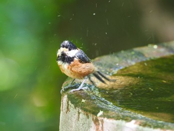 Varied Tit 権現山(弘法山公園) Sat, 5/11/2024