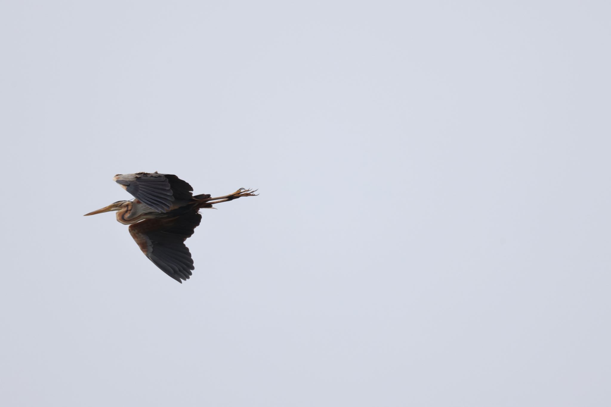 Photo of Purple Heron at 札幌モエレ沼公園 by will 73