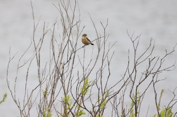 Amur Stonechat 札幌モエレ沼公園 Sat, 5/11/2024