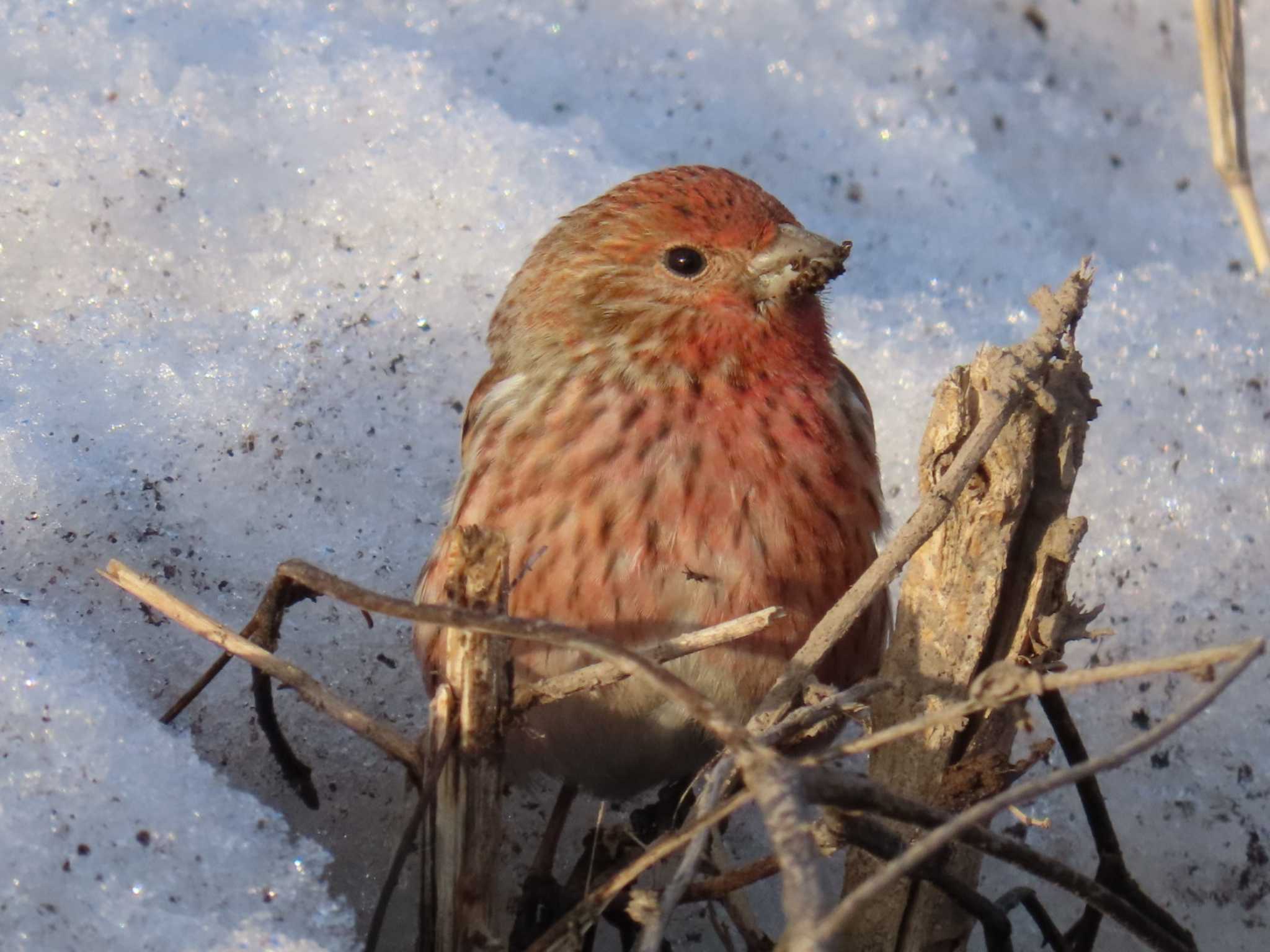 Photo of Pallas's Rosefinch at  by momotarou_u