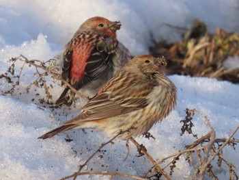 Pallas's Rosefinch Unknown Spots Sun, 3/10/2024