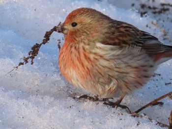 Pallas's Rosefinch 函館 Sun, 3/10/2024