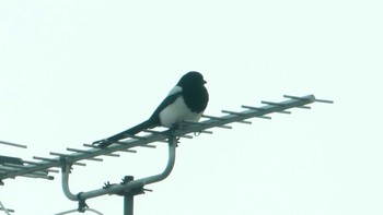 Eurasian Magpie 鵡川河口 Sat, 1/5/2019