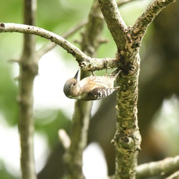 Japanese Pygmy Woodpecker Maioka Park Sun, 5/12/2024