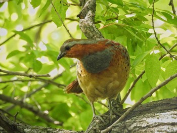 Chinese Bamboo Partridge 奈良市水上池 Fri, 5/10/2024