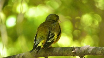 Grey-capped Greenfinch 大和民俗公園 Sat, 5/11/2024