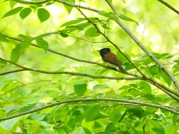 Black Paradise Flycatcher 栃木県民の森 Sat, 5/11/2024