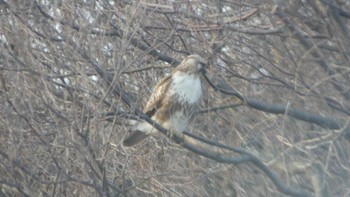 Eastern Buzzard 鵡川河口 Sat, 1/5/2019