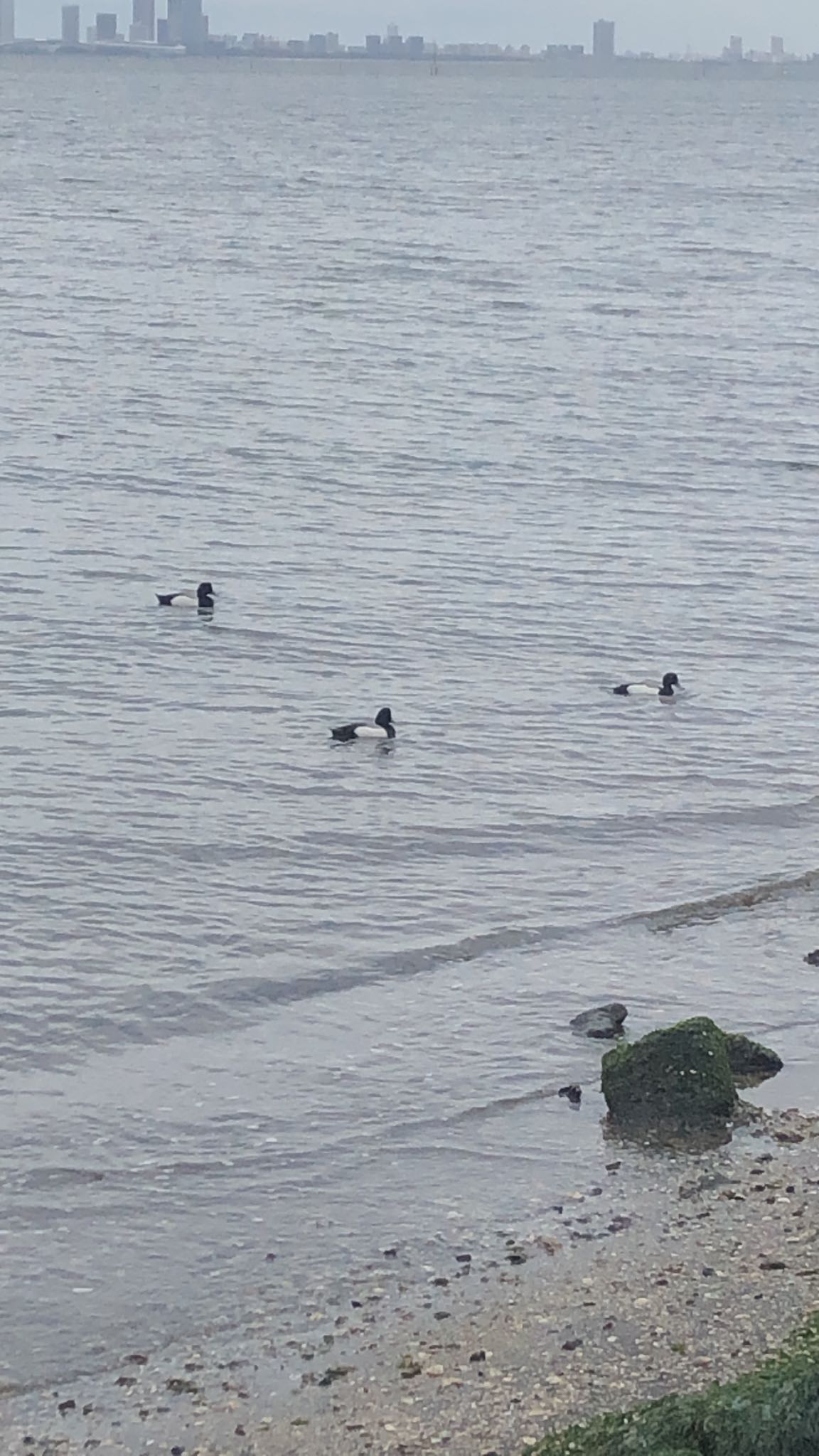 日の出三番瀬沿い緑道 スズガモの写真 by いっちー🦜🦅🦆鳥好き