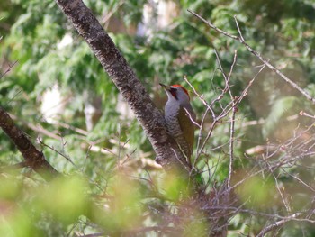 Japanese Green Woodpecker Yanagisawa Pass Sat, 5/4/2024