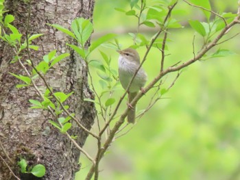Japanese Bush Warbler 荒沢湿原 Mon, 5/6/2024