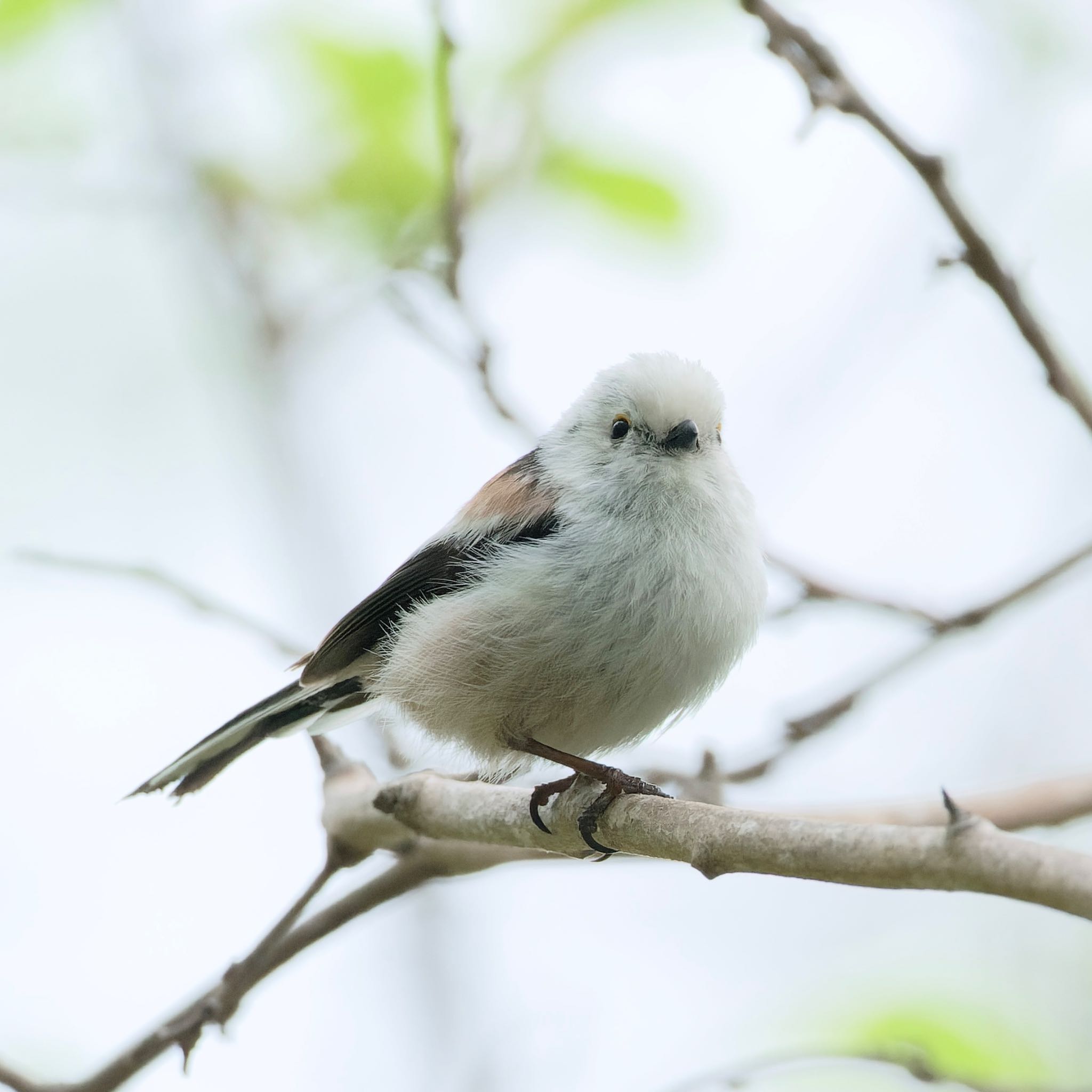 Photo of Long-tailed tit(japonicus) at Nishioka Park by haha.9535