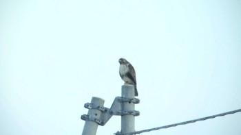 Eastern Buzzard 鵡川河口 Sat, 1/5/2019