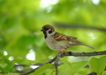 Mon, 5/6/2024 Birding report at 広島城