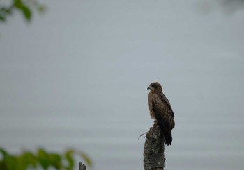 Black Kite 呉市 Mon, 5/6/2024