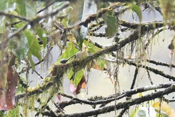 Golden-fronted Fulvetta 龍蒼溝(Longcanggou) Tue, 4/23/2024