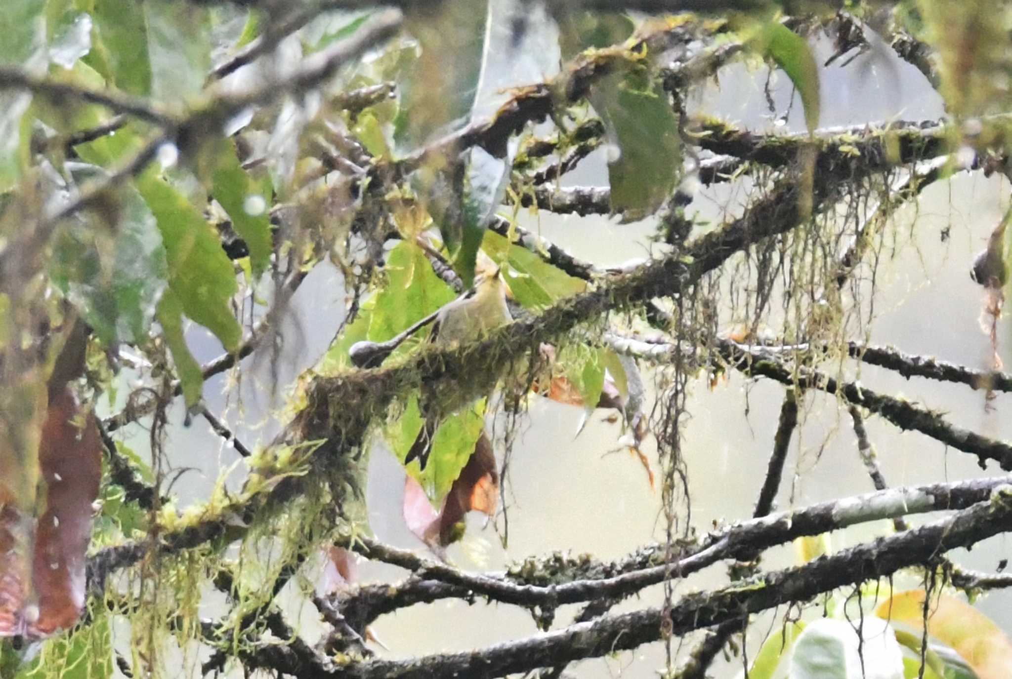 Golden-fronted Fulvetta