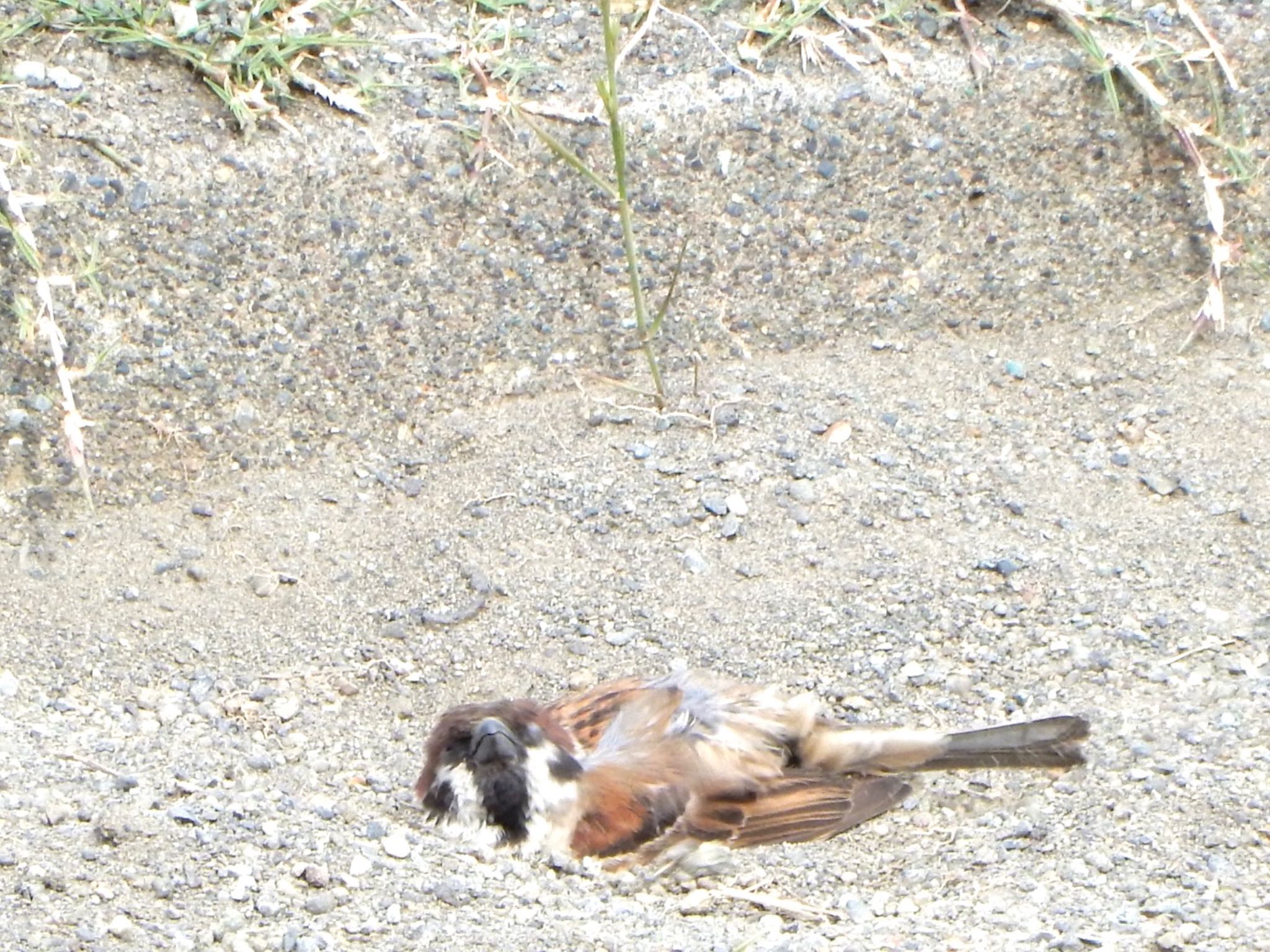 Eurasian Tree Sparrow