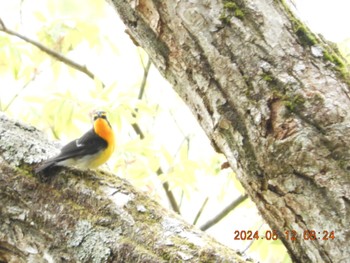 2024年5月12日(日) 柳沢峠の野鳥観察記録